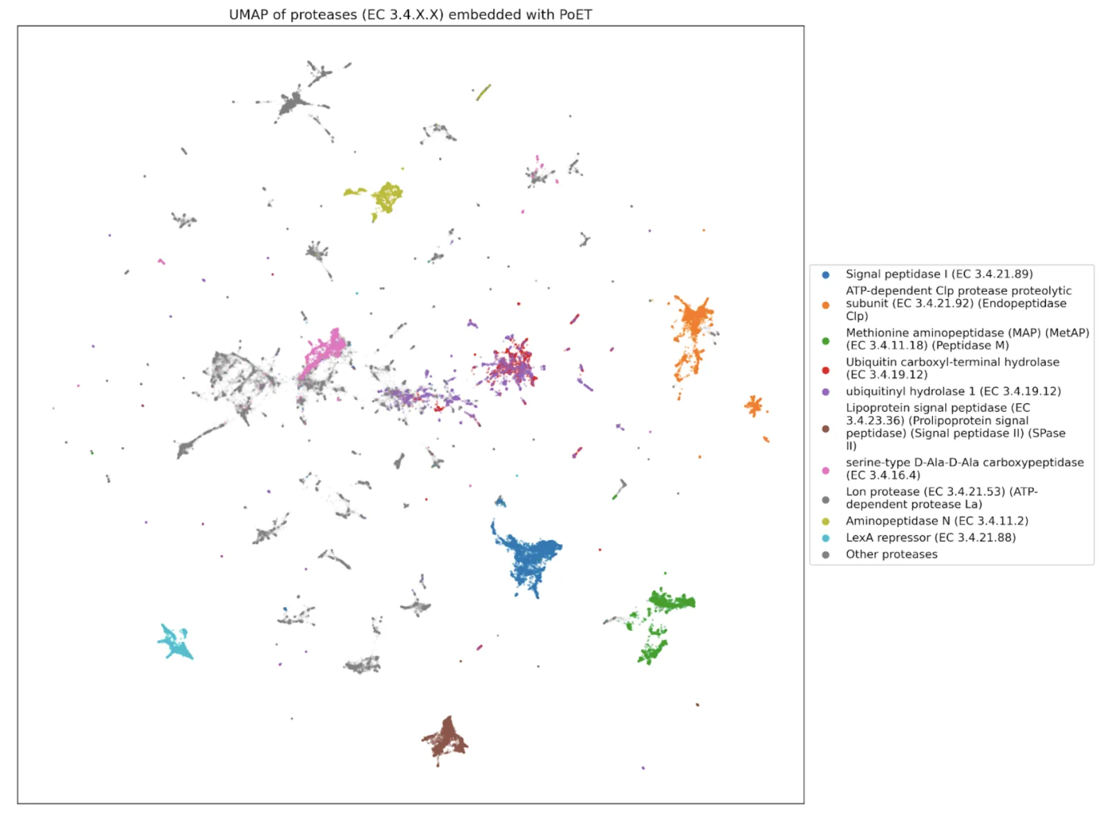 UMAP visualization of protease functional groups based on EC number